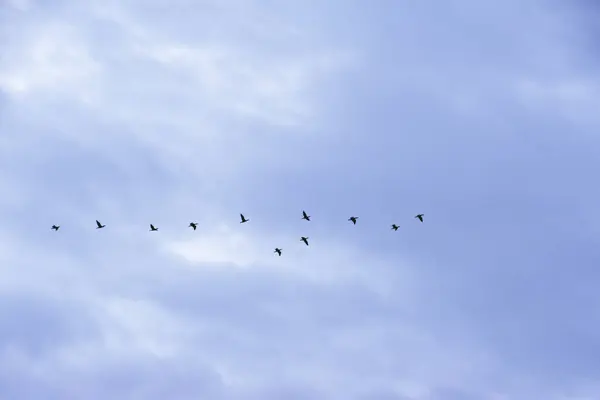 Σμήνος Παπιών Που Πετούν Στον Ουρανό Άσπρα Σύννεφα — Φωτογραφία Αρχείου