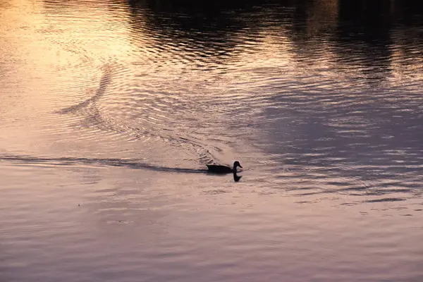 日没の湖で泳いでいるアヒル — ストック写真