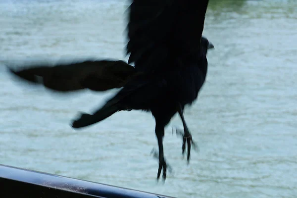black crow flying over wooden fence in the park near lake