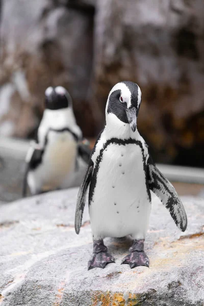 Πιγκουίνοι Στο Βράχο Στο Ζωολογικό Κήπο — Φωτογραφία Αρχείου