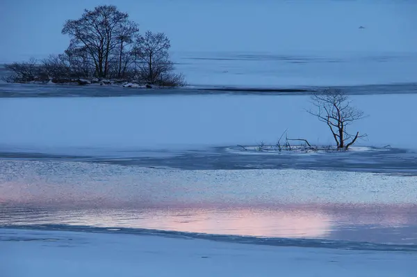 a lone tree in a frozen lake at dusk