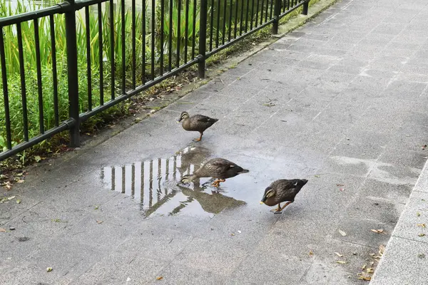 Group Ducks Standing Puddle Rain — Stock Photo, Image