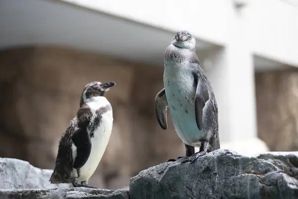 Tučňáci Skále Zoo — Stock fotografie