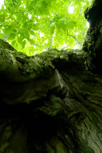 Tiro Vertical Casca Árvore — Fotografia de Stock