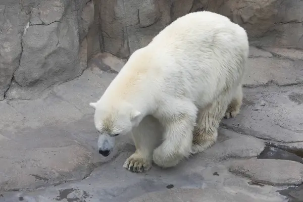 Portrét Ledního Medvěda Zoologické Zahradě Stock Fotografie