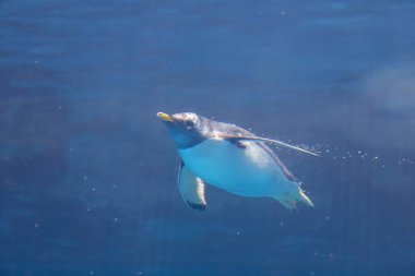 Mavi berrak suda yüzen bir penguen.