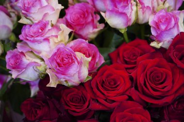 Yakın plan - arka plan için güzel bir buket gül.