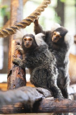 Hayvanat bahçesinde oynayan şirin bebek maymunlar.