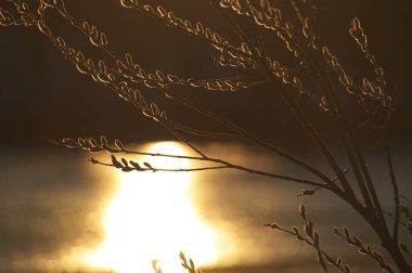 Ormanda güzel bir gün batımı