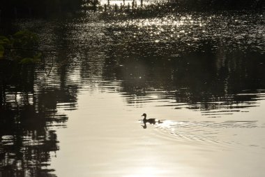 Anne ördek ve ördek gün batımında gölette yüzüyor.