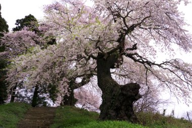 Parkın güzel manzarası