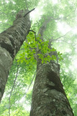 Ağaç dalları, bitki örtüsü.