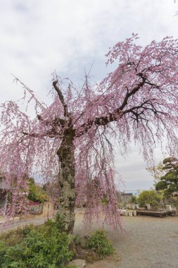 Ağaçta çiçek açan sakura çiçeklerinin yakın plan çekimi.