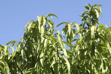 Bahçedeki bir ağacın yeşil yaprakları mavi gökyüzüne karşı 
