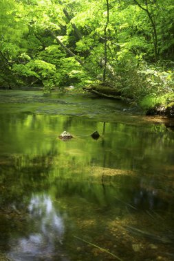 Ormanda yeşil yosun ve su akıntısı