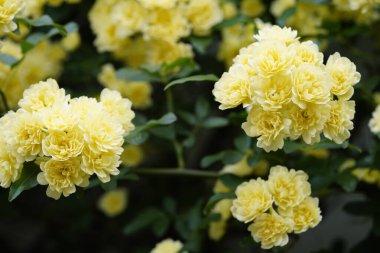 Bahçedeki güzel sarı çiçekler 