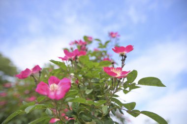 Bahçedeki güzel pembe çiçekler