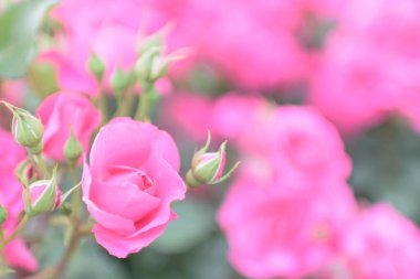 Renkli çiçeklerin arkaplan resmi, arka plan doğası