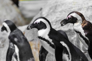 Bir grup Afrikalı penguen hayvanat bahçesinde 