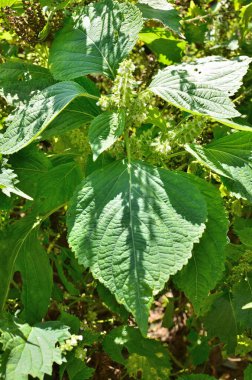 Bahçede yeşil yapraklar