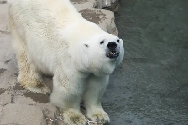 Retrato Urso Polar Zoológico — Fotografia de Stock