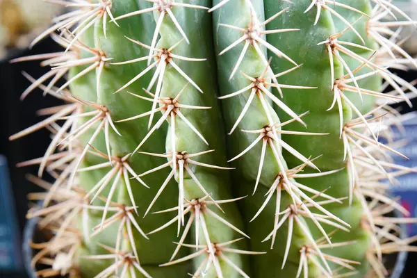 Kaktus Haven - Stock-foto