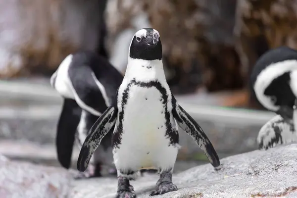 Tučňáci Skále Zoo — Stock fotografie