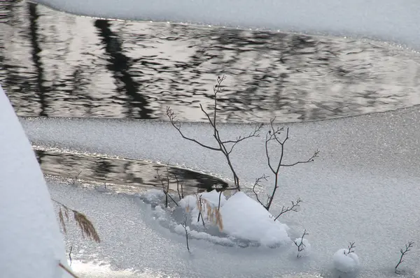 Bird Standing Snow Pond — Stock Photo, Image