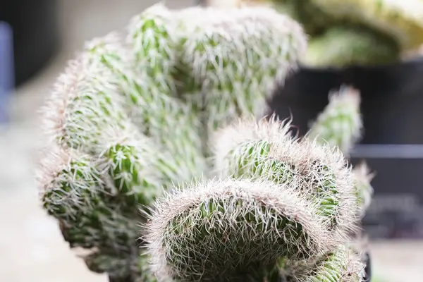 Close Cactus Nature — Stock Photo, Image