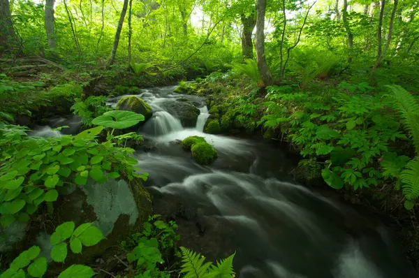 Ormandaki Güzel Nehir Doğa Geçmişi — Stok fotoğraf