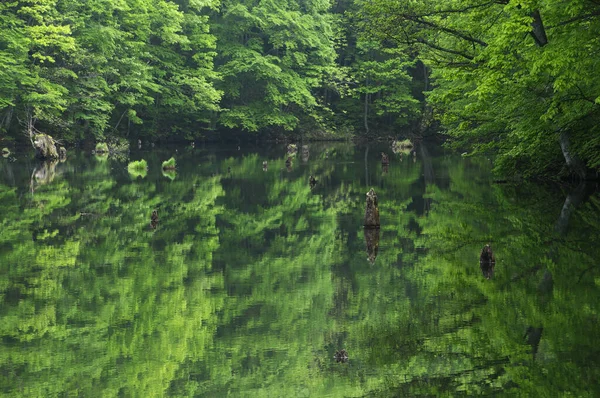 Beau Lac Dans Forêt — Photo