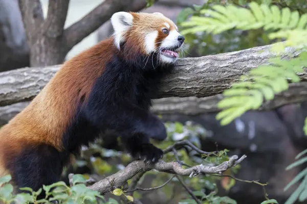 cute red panda in zoo