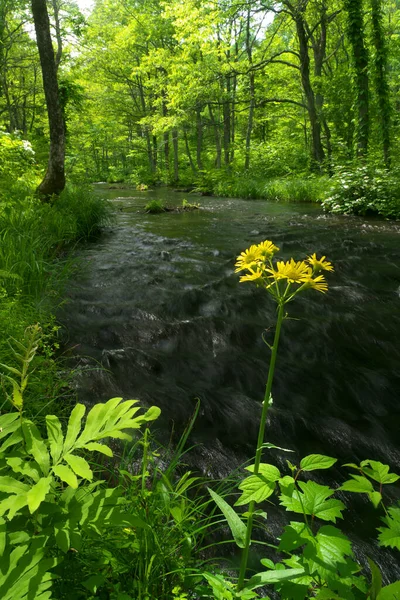 Ormandaki Güzel Nehir Doğa Geçmişi — Stok fotoğraf