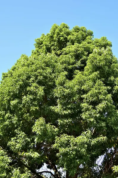Big Green Tree Nature Background — Stock Photo, Image