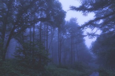 Sisli bir sabahta ağaçlar ve ormanlarla dolu güzel bir manzara.       
