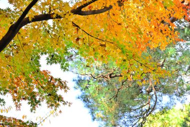 Parlak sarı yapraklı sonbahar manzarası