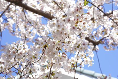 İlkbaharda açan ağaçların çiçeklerini kapat.