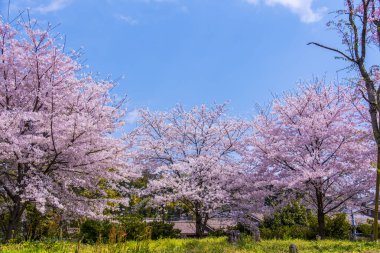 Bahar parkında güzel pembe sakura çiçekleri 