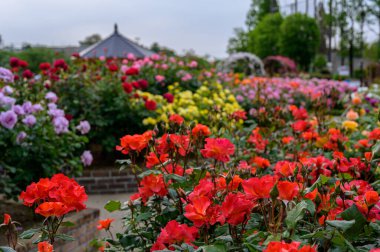 Bahçedeki güzel çiçekler