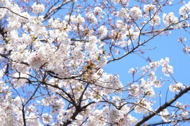 İlkbaharda açan ağaçların çiçeklerini kapat.