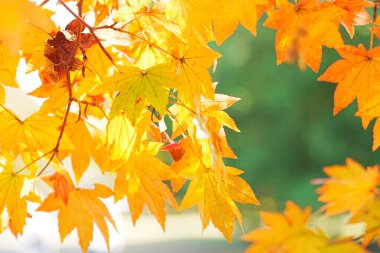 Parkta güzel sonbahar yaprakları      