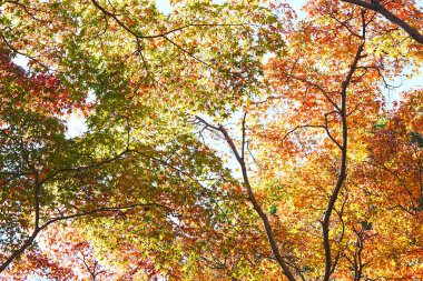 Parkta güzel sonbahar yaprakları 