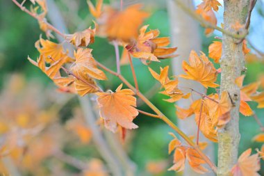 Renkli sonbahar yapraklarını kapat