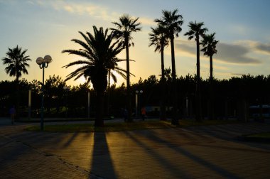 Şehir parkının arka planında palmiye ağaçları ve gün batımı