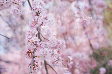 Dallarında pembe çiçekler açan güzel bir ağaç.