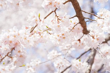 Japonya 'da kiraz çiçeği