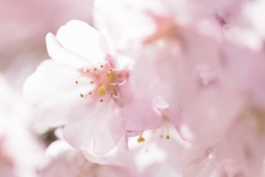 Japonya 'da güzel kiraz çiçekleri