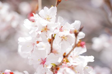 Beyaz sakura çiçeği.