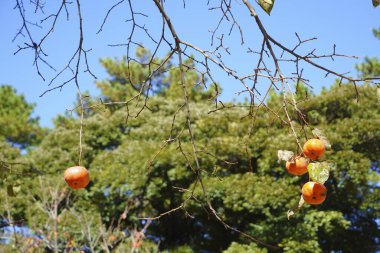 Sonbahar bahçesindeki ağaçta olgun meyveler.
