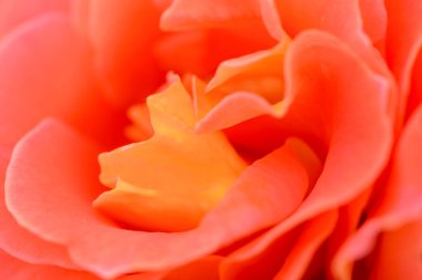 Güzel turuncu gülün makro fotoğrafı